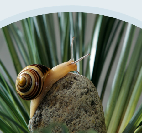 ITS Skin Prestige Snail Hyaluron Mask