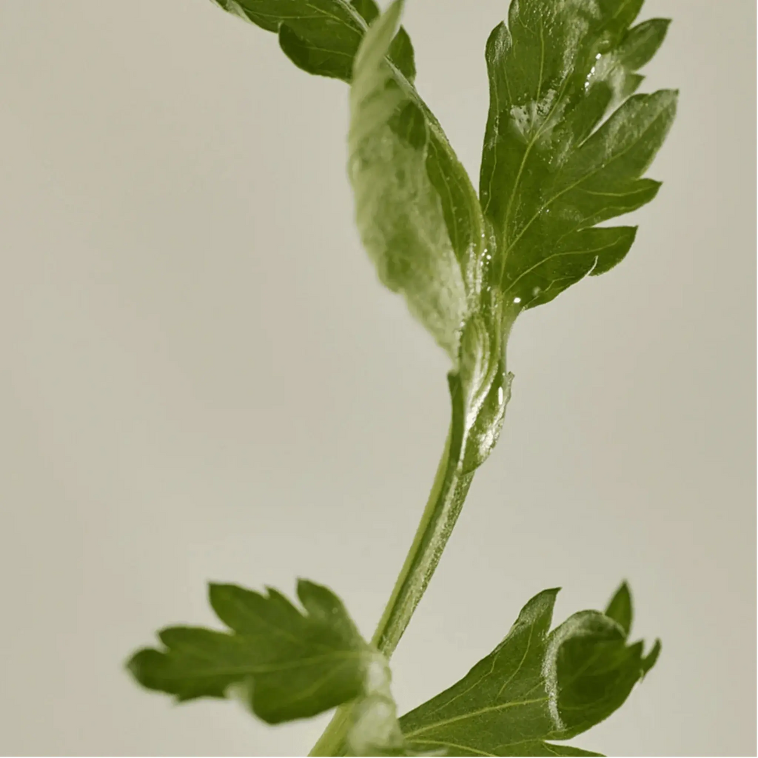 Beauty of Joseon Matte: Mugwort + Camellia